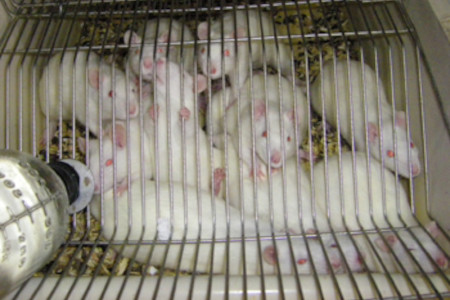 Rats in Cage